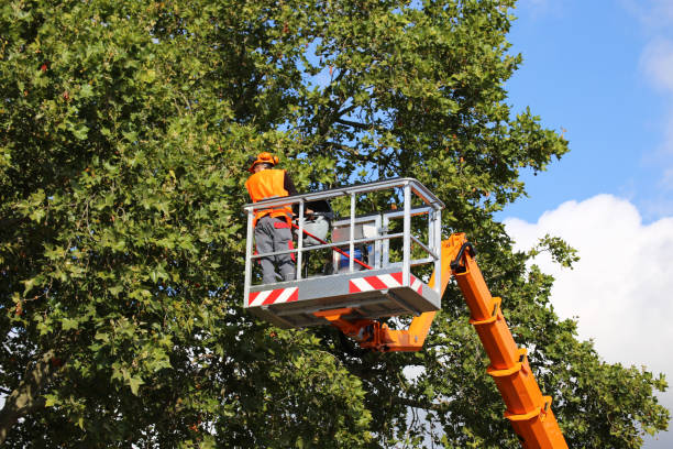 Professional Tree Care Services in Royalton, MN